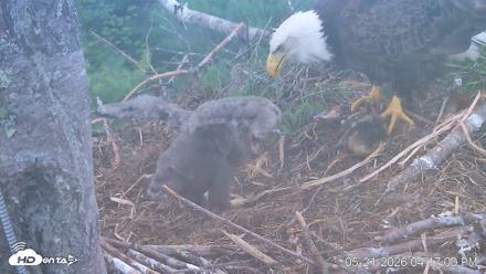 VINS Bald Eagles Nest Live Cams - May 21, 2026, 4:17pm EDT