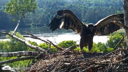 VINS Bald Eagles Nest Live Cams - Jun 25, 2026, 9:08am EDT