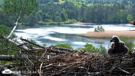 VINS Bald Eagles Nest Live Cams - May 20, 2026, 10:05am EDT