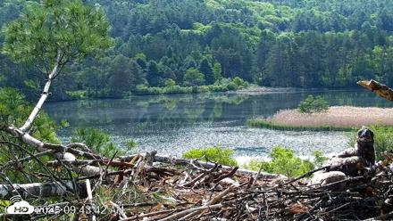 VINS Bald Eagles Nest Live Cams - May 27, 2026, 9:44am EDT