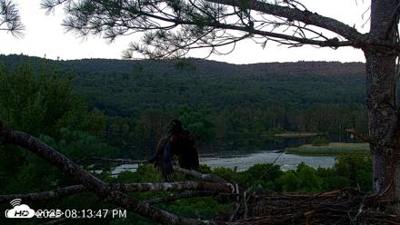 VINS Bald Eagles Nest Live Cams - Jul 20, 2026, 8:14pm EDT