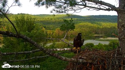 VINS Bald Eagles Nest Live Cams - Jul 9, 2026, 6:51pm EDT