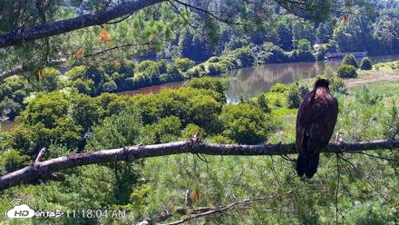 VINS Bald Eagles Nest Live Cams - Jul 24, 2026, 11:18am EDT