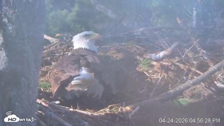 VINS Bald Eagles Nest Live Cams - Apr 24, 2026, 4:57pm EDT