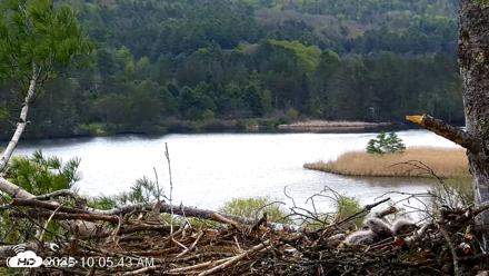 VINS Bald Eagles Nest Live Cams - May 10, 2026, 10:06am EDT