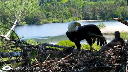 VINS Bald Eagles Nest Live Cams - May 26, 2026, 1:54pm EDT
