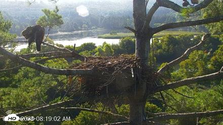 VINS Bald Eagles Nest Live Cams - Aug 21, 2026, 8:19am EDT