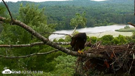 VINS Bald Eagles Nest Live Cams - Jul 15, 2026, 12:57pm EDT