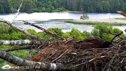 VINS Bald Eagles Nest Live Cams - Jun 19, 2026, 2:40pm EDT