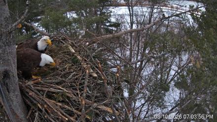 VINS Bald Eagles Nest Live Cams - Mar 10, 2026, 7:04pm EDT