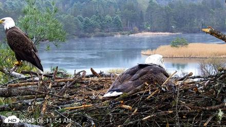 VINS Bald Eagles Nest Live Cams - May 2, 2026, 6:12am EDT