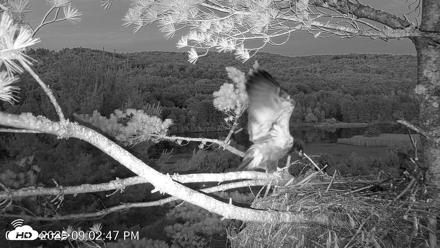 VINS Bald Eagles Nest Live Cams - Jul 7, 2026, 9:03pm EDT