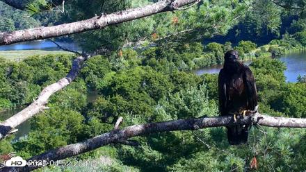 VINS Bald Eagles Nest Live Cams - Jul 23, 2026, 4:53pm EDT