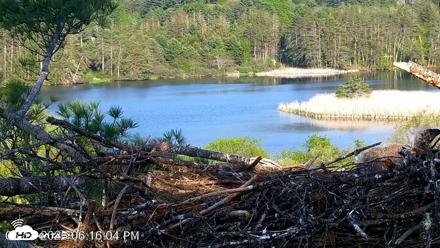 VINS Bald Eagles Nest Live Cams - May 18, 2026, 6:16pm EDT