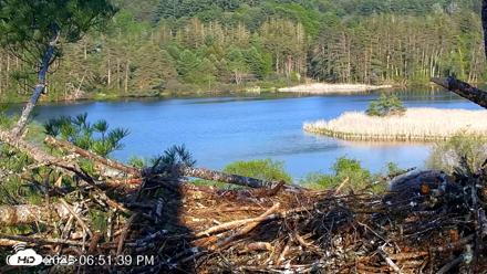 VINS Bald Eagles Nest Live Cams - May 18, 2026, 6:52pm EDT