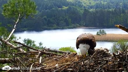 VINS Bald Eagles Nest Live Cams - May 19, 2026, 10:07am EDT
