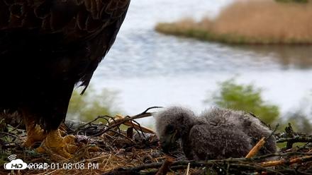 VINS Bald Eagles Nest Live Cams - May 13, 2026, 1:08pm EDT