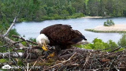 VINS Bald Eagles Nest Live Cams - May 28, 2026, 4:10pm EDT