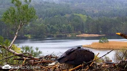 VINS Bald Eagles Nest Live Cams - May 6, 2026, 3:37pm EDT