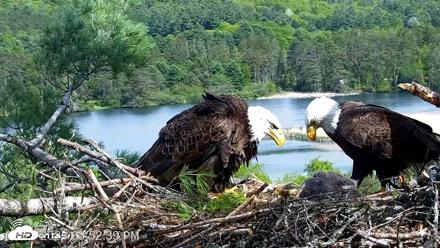 VINS Bald Eagles Nest Live Cams - May 21, 2026, 3:53pm EDT