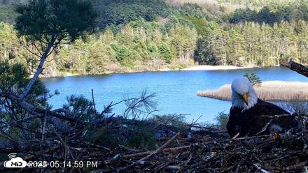 VINS Bald Eagles Nest Live Cams - May 12, 2026, 5:15pm EDT