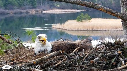 VINS Bald Eagles Nest Live Cams - Apr 14, 2026, 8:52am EDT