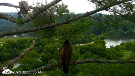 VINS Bald Eagles Nest Live Cams - Jul 22, 2026, 9:56am EDT