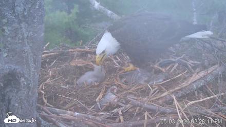 VINS Bald Eagles Nest Live Cams - May 3, 2026, 2:29pm EDT