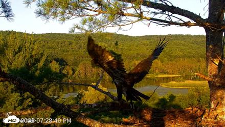 VINS Bald Eagles Nest Live Cams - Jul 20, 2026, 7:29pm EDT