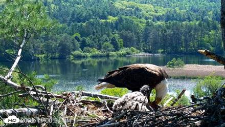 VINS Bald Eagles Nest Live Cams - May 26, 2026, 11:01am EDT