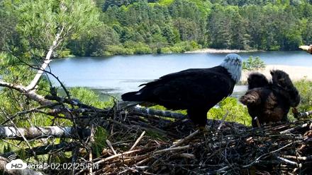 VINS Bald Eagles Nest Live Cams - May 26, 2026, 2:03pm EDT