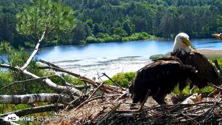 VINS Bald Eagles Nest Live Cams - Jun 16, 2026, 10:22am EDT