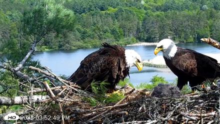 VINS Bald Eagles Nest Live Cams - May 21, 2026, 3:53pm EDT