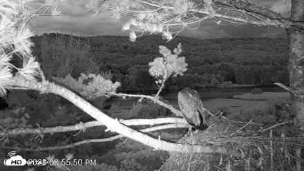 VINS Bald Eagles Nest Live Cams - Jul 9, 2026, 8:56pm EDT