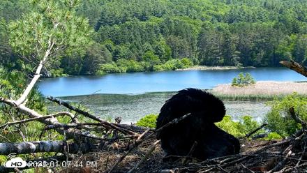 VINS Bald Eagles Nest Live Cams - Jun 8, 2026, 1:08pm EDT