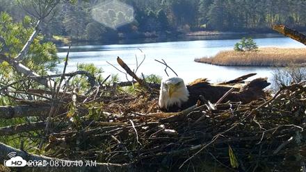 VINS Bald Eagles Nest Live Cams - Apr 24, 2026, 8:01am EDT
