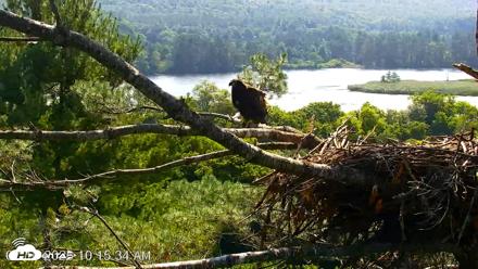 VINS Bald Eagles Nest Live Cams - Jul 16, 2026, 10:16am EDT