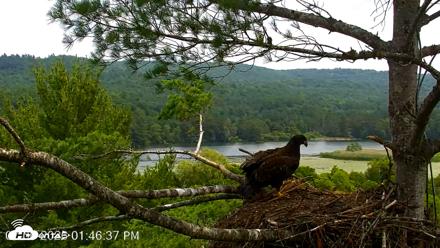 VINS Bald Eagles Nest Live Cams - Jul 6, 2026, 1:47pm EDT