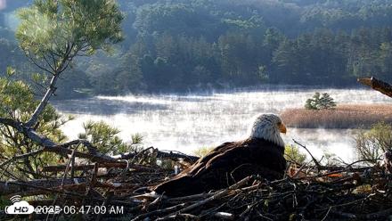 VINS Bald Eagles Nest Live Cams - May 9, 2026, 6:47am EDT