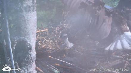 VINS Bald Eagles Nest Live Cams - May 7, 2026, 7:29am EDT