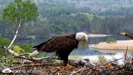 VINS Bald Eagles Nest Live Cams - May 6, 2026, 8:44am EDT