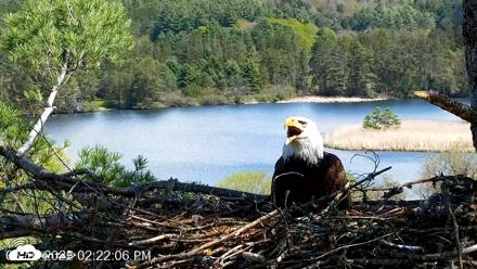 VINS Bald Eagles Nest Live Cams - May 10, 2026, 2:22pm EDT