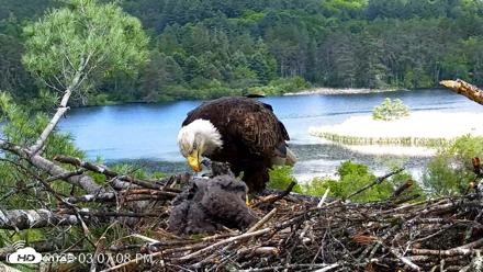 VINS Bald Eagles Nest Live Cams - May 27, 2026, 3:07pm EDT