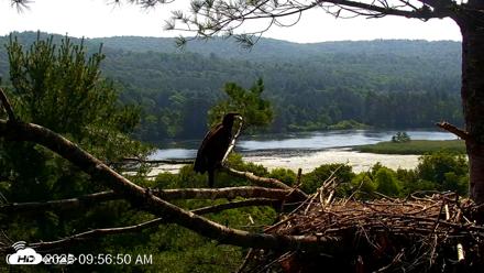 VINS Bald Eagles Nest Live Cams - Jul 16, 2026, 9:57am EDT