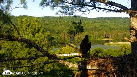 VINS Bald Eagles Nest Live Cams - Jul 12, 2026, 6:45pm EDT