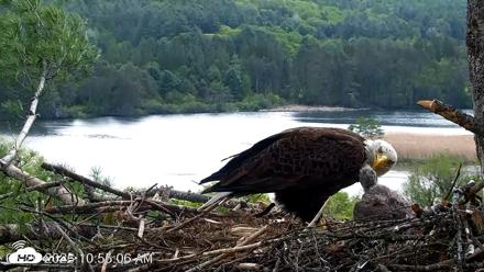 VINS Bald Eagles Nest Live Cams - May 20, 2026, 10:56am EDT