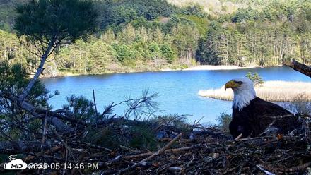 VINS Bald Eagles Nest Live Cams - May 12, 2026, 5:15pm EDT