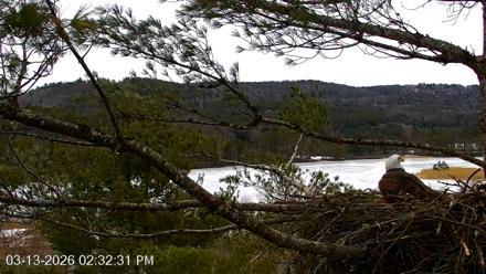 VINS Bald Eagles Nest Live Cams - Mar 13, 2026, 2:33pm EDT