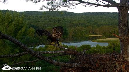 VINS Bald Eagles Nest Live Cams - Jul 17, 2026, 7:18pm EDT
