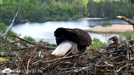 VINS Bald Eagles Nest Live Cams - May 19, 2026, 3:22pm EDT